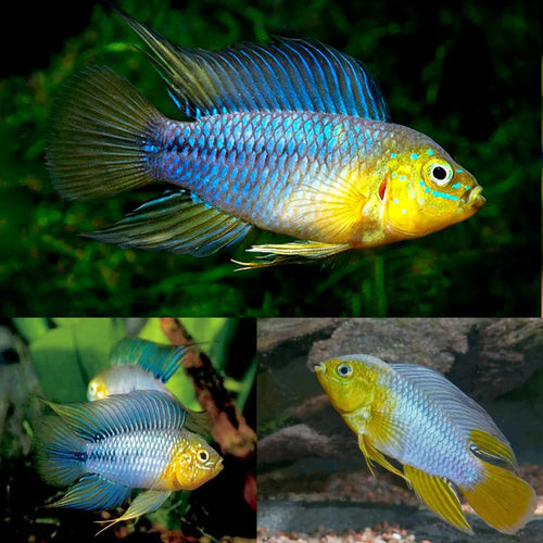 Apistogramma borellii