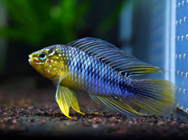 Apistogramma borellii