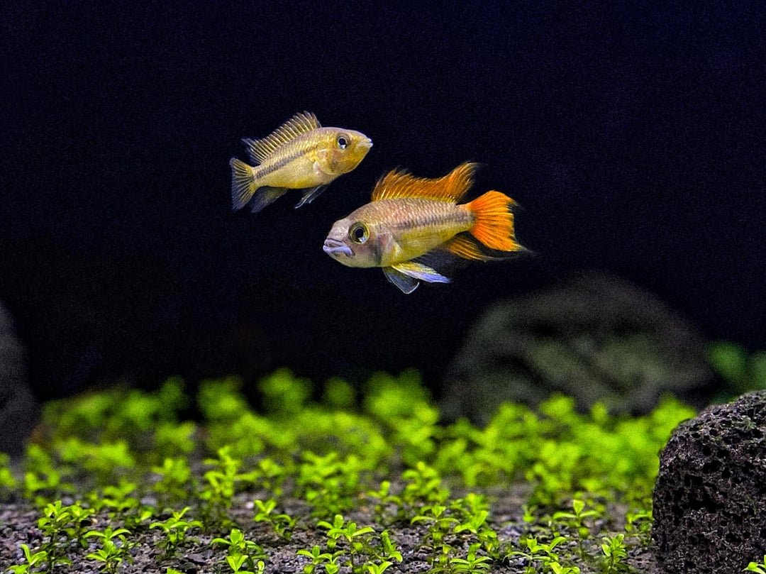 Apistogramma Orange Flash
