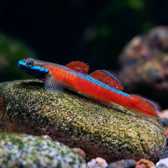 annie's goby