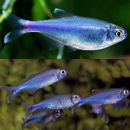 Cochu's blue tetra