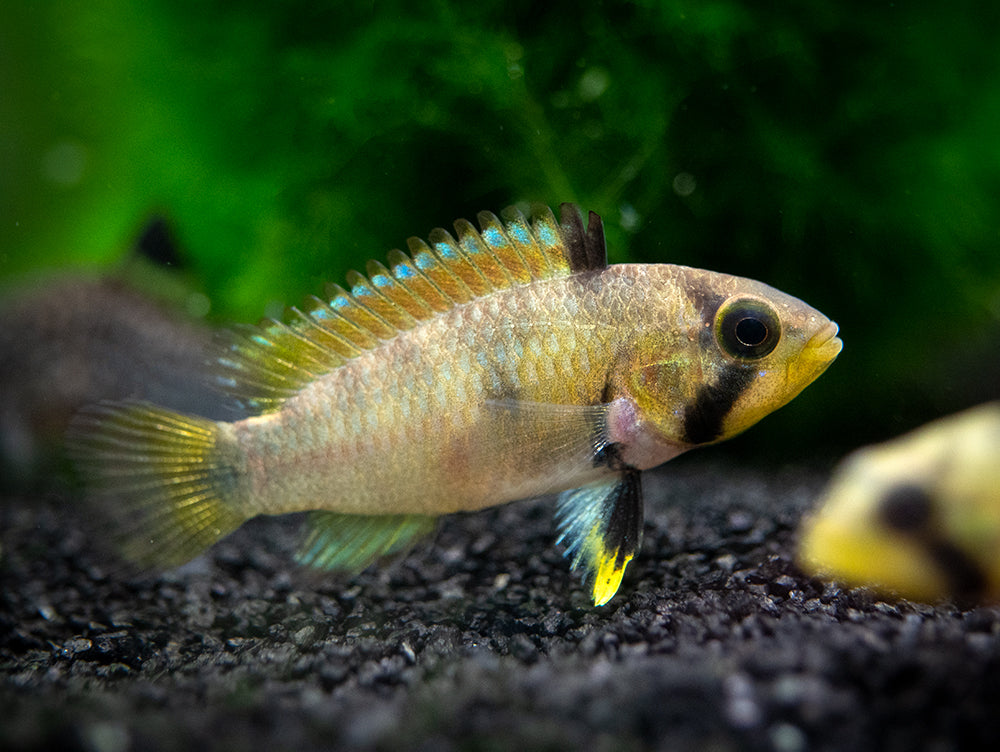 Apistogramma panduro
