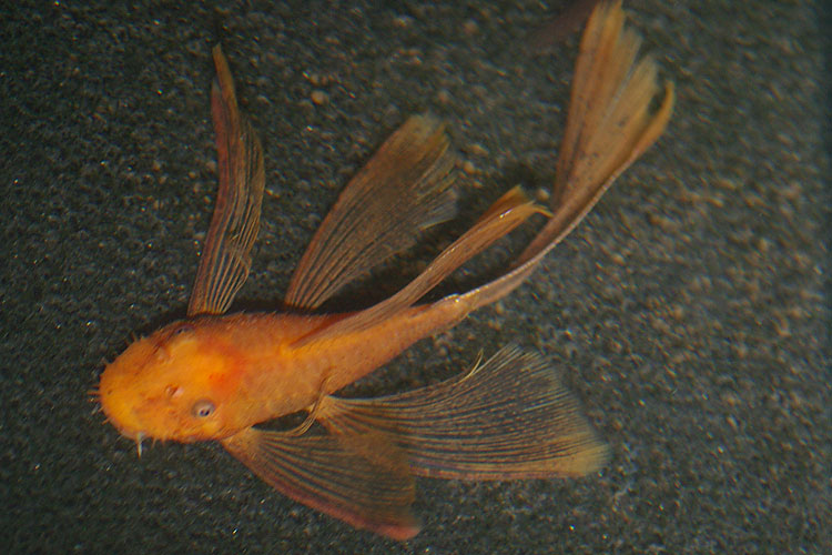 L144 Super Red Longfin [ 2 inch + ]