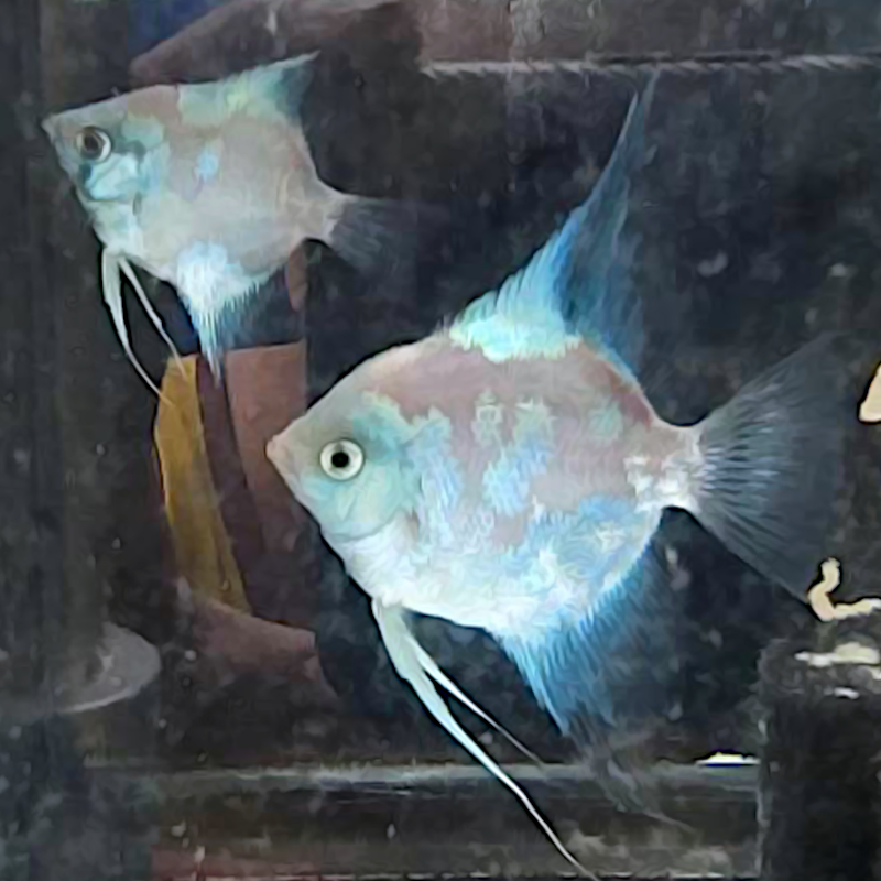 Paraiba Blue angel