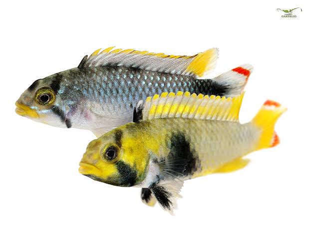 Apistogramma panduro
