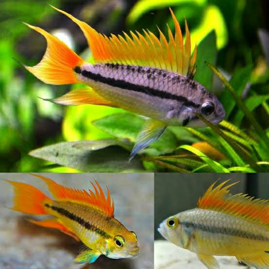 Apistogramma Orange Flash