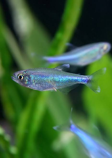 Cochu's blue tetra