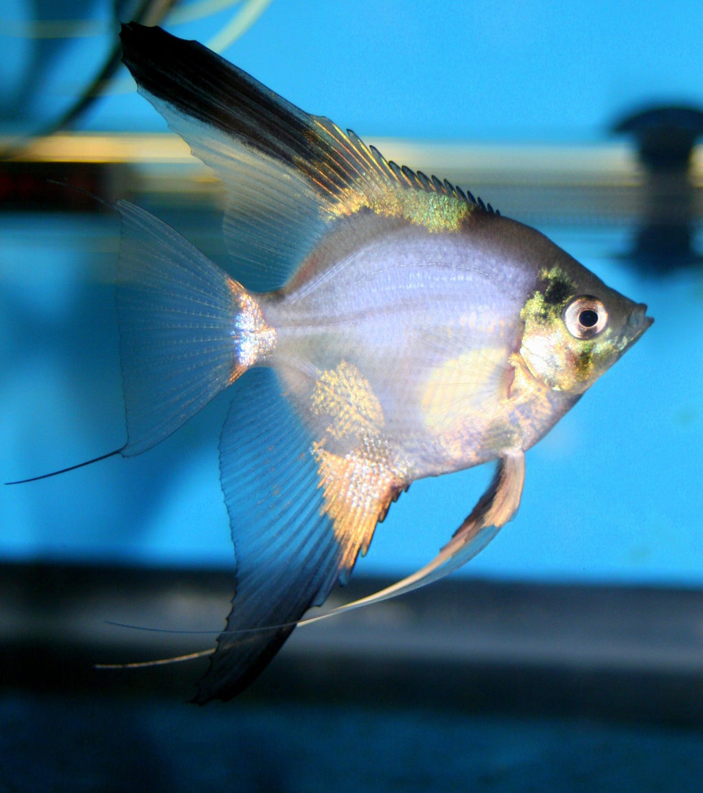 Paraiba Blue angel