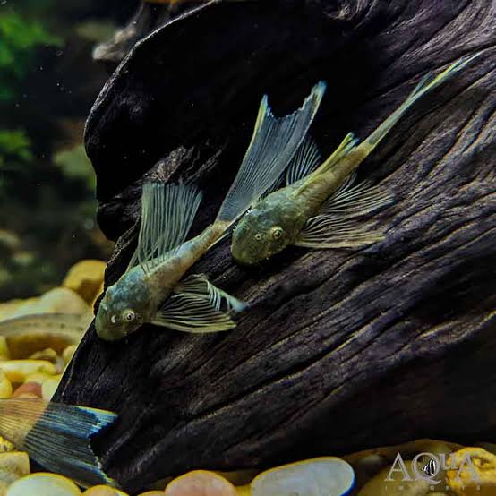 L144 Green dragon longfin [ 1.5 inches ]