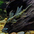 L144 Green dragon longfin [ 1.5 inches ]