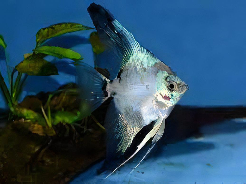 Paraiba Blue angel