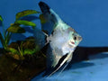 Paraiba Blue angel