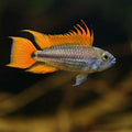Apistogramma Orange Flash