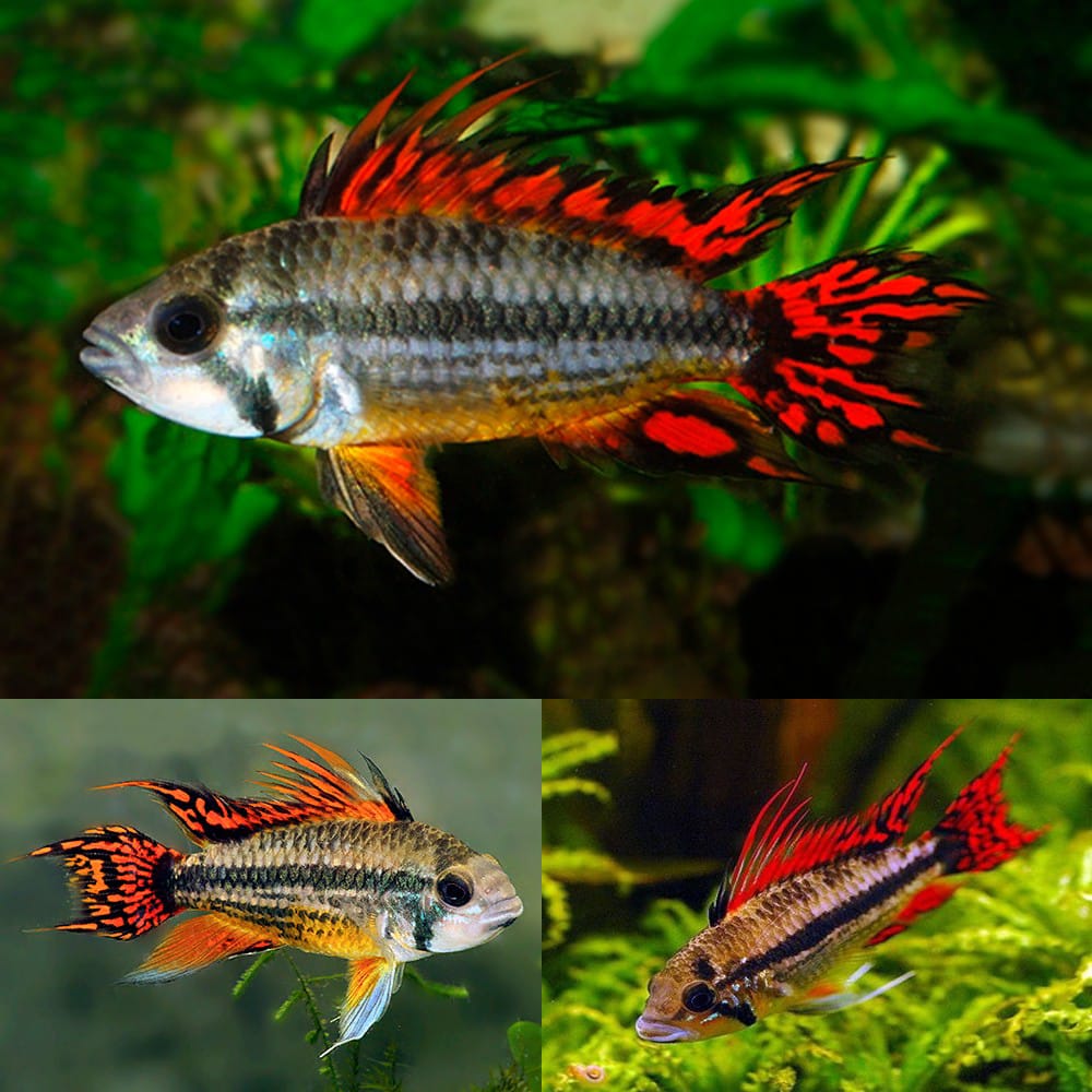 Apistogramma cacatuoides Triple Red