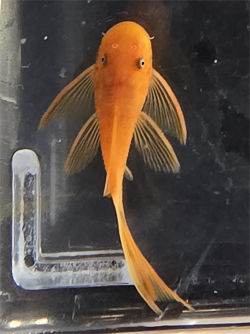 L144 Super Red Longfin [ 2 inch + ]