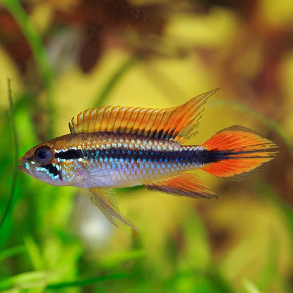 Apistogramma double red