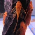 L144 Super Red Longfin [ 2 inch + ]
