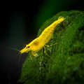 Yellow Back Shrimp