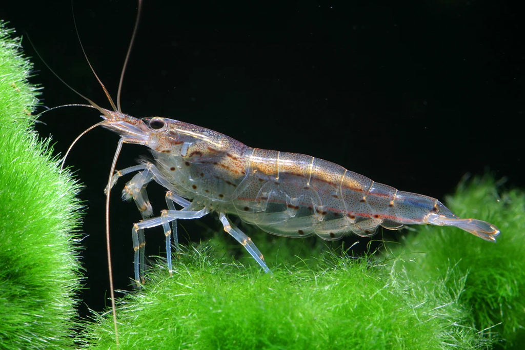 Amano Shrimp Shrimps