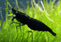 Black Rili Shrimp Shrimps