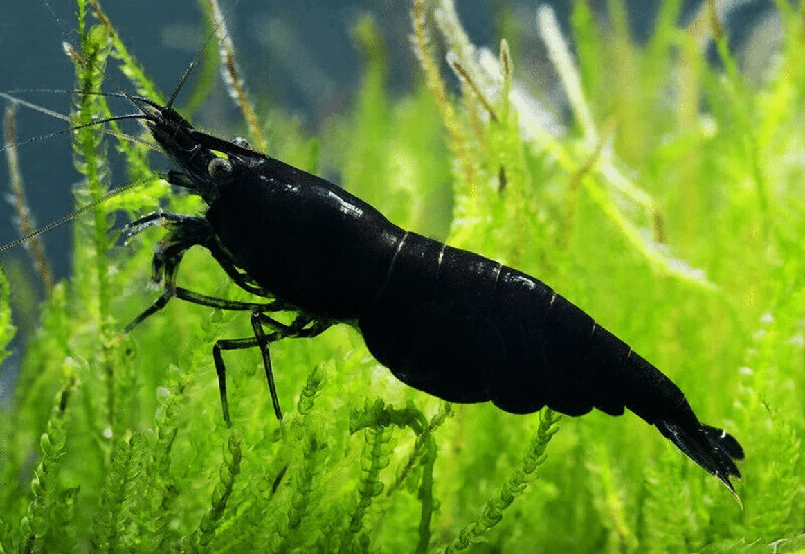 Black Rili Shrimp Shrimps