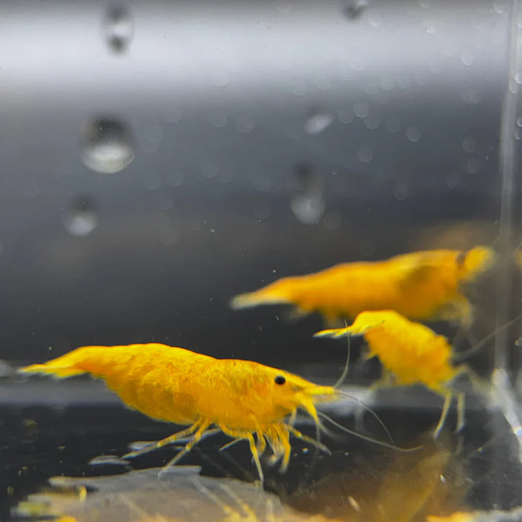 Yellow Shrimp Shrimps