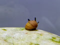 Assorted Horn Nerite Snail Snails