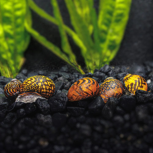 Batik Nerite Snail Snails