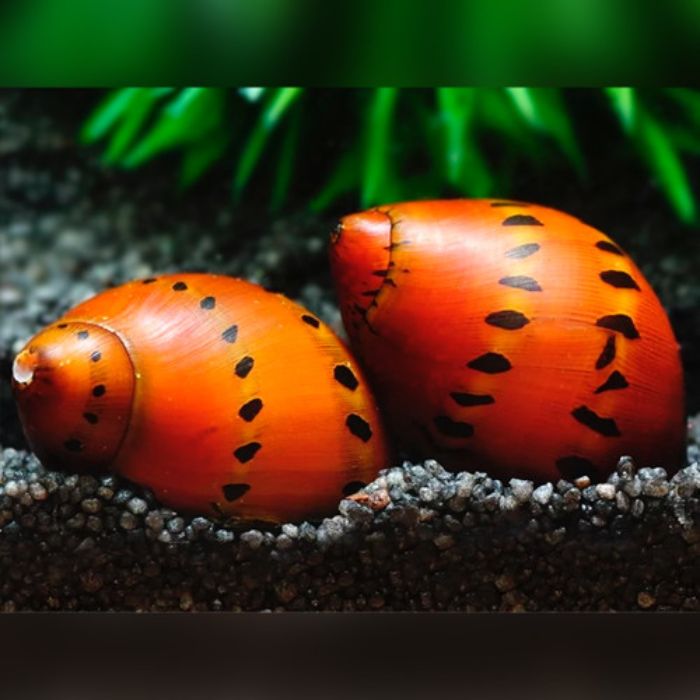 Red Spotted Nerite Snail Snails