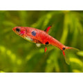 Dwarf Rasbora / Maculata Rasboras