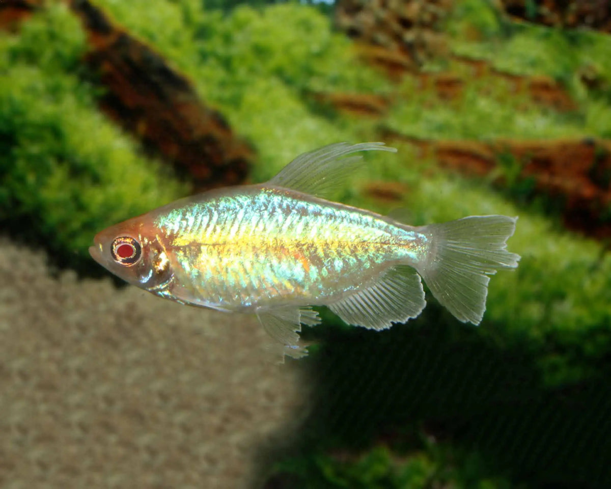 Albino Congo Tetra Tetra