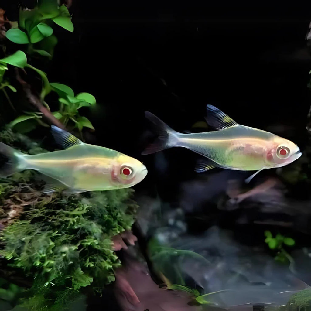 Albino Pristella Tetra Tetra