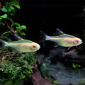Albino Pristella Tetra Tetra