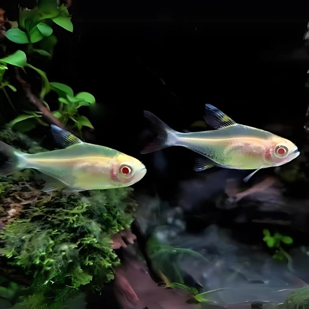 Albino Pristella Tetra Tetra