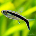 Balloon Hockey Stick Tetra Tetra