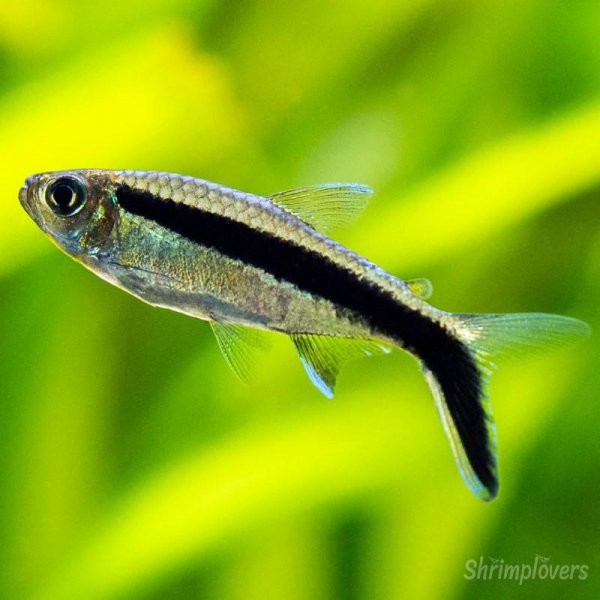 Balloon Hockey Stick Tetra Tetra