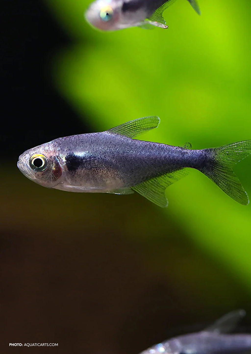 Black Diamond Neon Tetra Tetra
