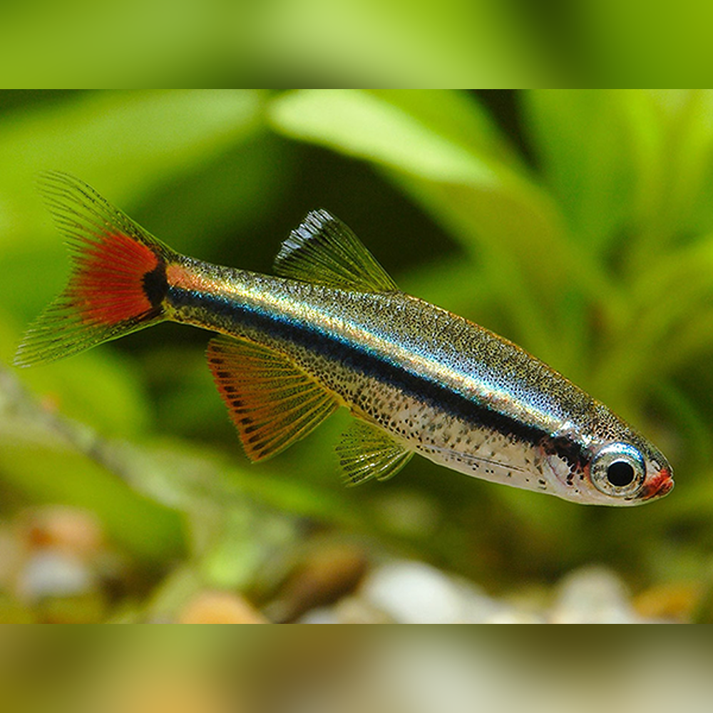 Black Mountain Minnow Tetra