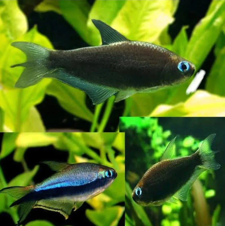Black Palmeri Tetra Tetra
