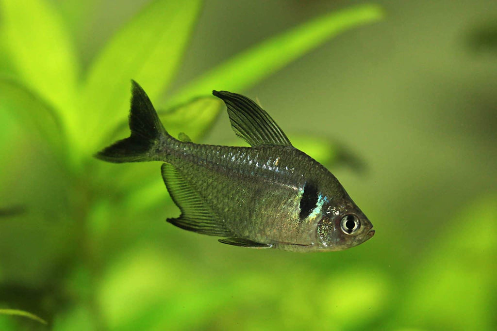 Black Phantom Tetra Tetra