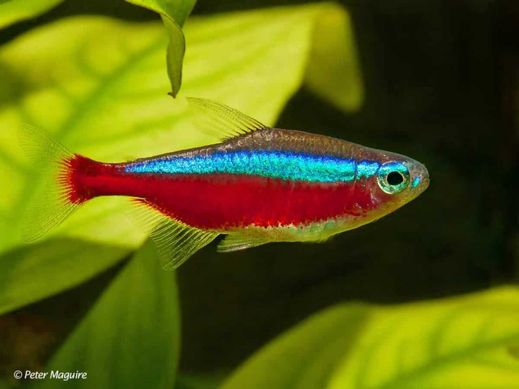 Cardinal Tetra XL Tetra