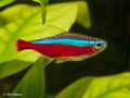 Cardinal Tetra XL Tetra
