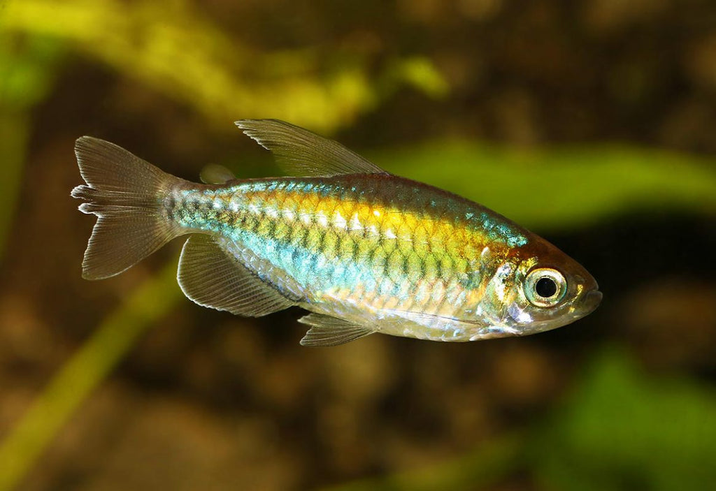 Congo Tetra Tetra