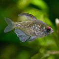Diamond Tetra Tetra