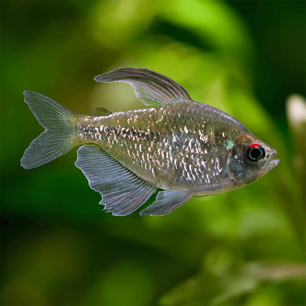 Diamond Tetra Tetra