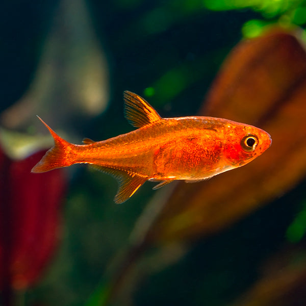 Ember Tetra (IMP) Tetra