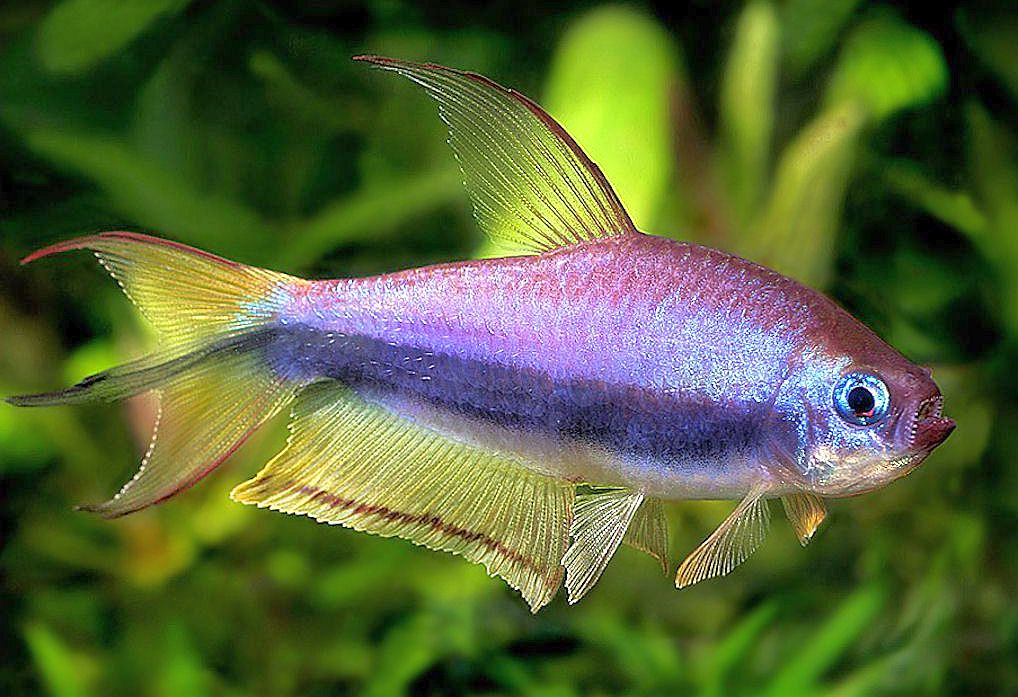 Emperor Tetra Tetra