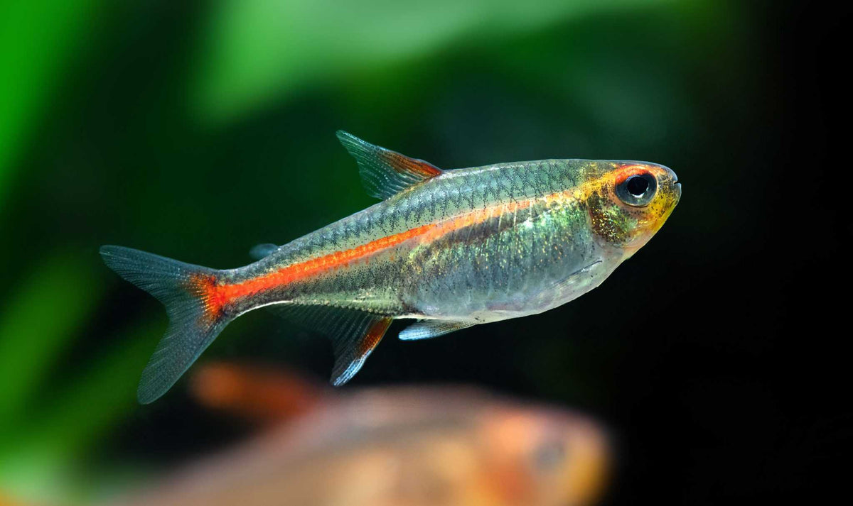 Glowlight Tetra Tetra