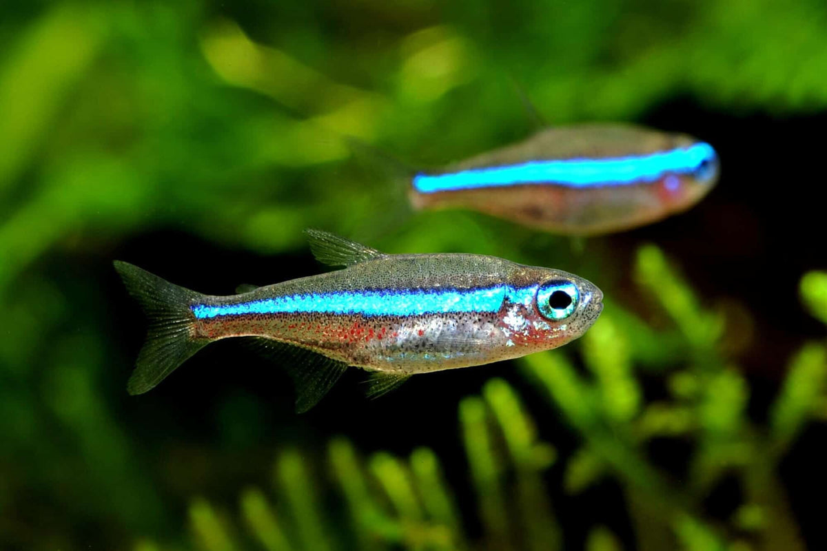 Green Neon Tetra Tetra