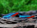 Neon Tetra Tetra